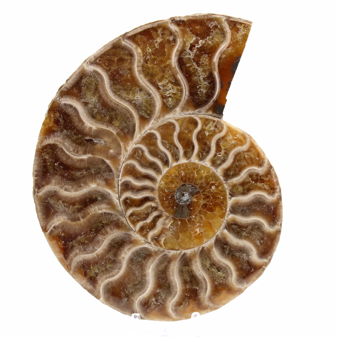 Amonita pulida de madagascar