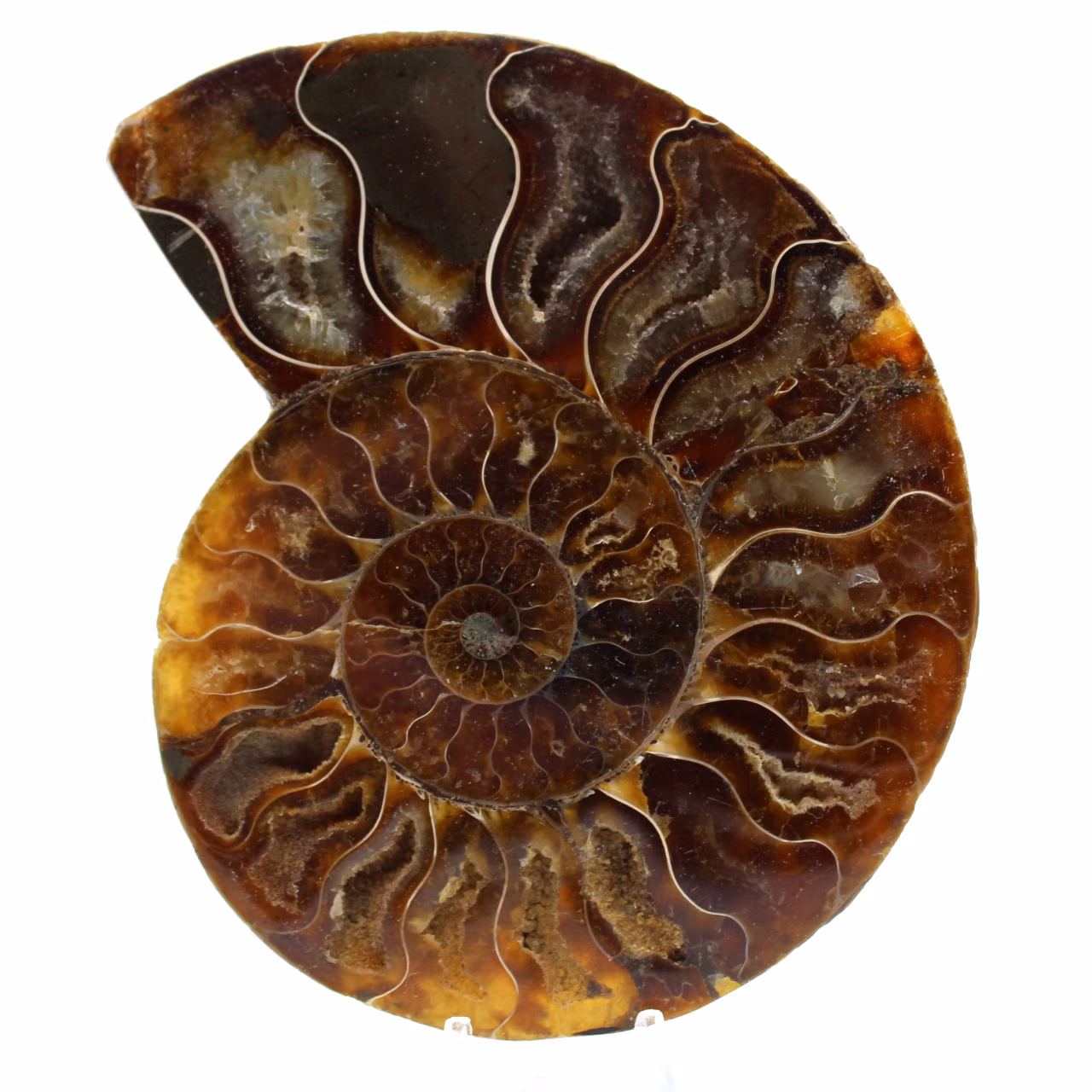 Amonita natural pulida de madagascar
