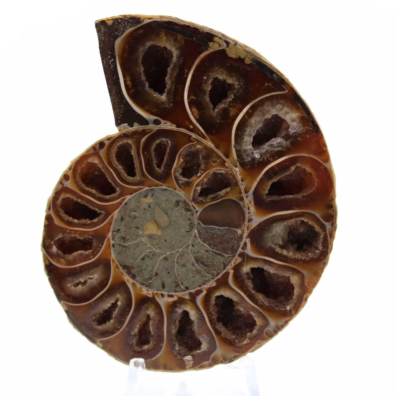 Amonita pulida