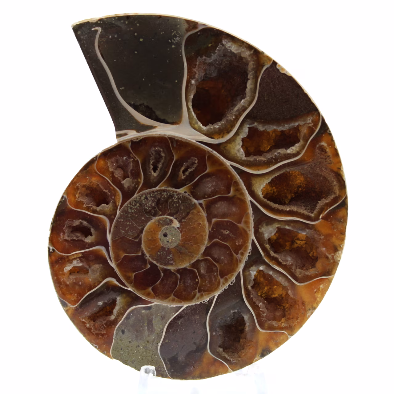 Amonita pulida de madagascar
