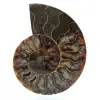 Amonites naturales de madagascar - 0