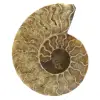 Amonita pulida - 0