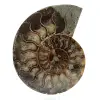 Amonites naturales de madagascar - 0
