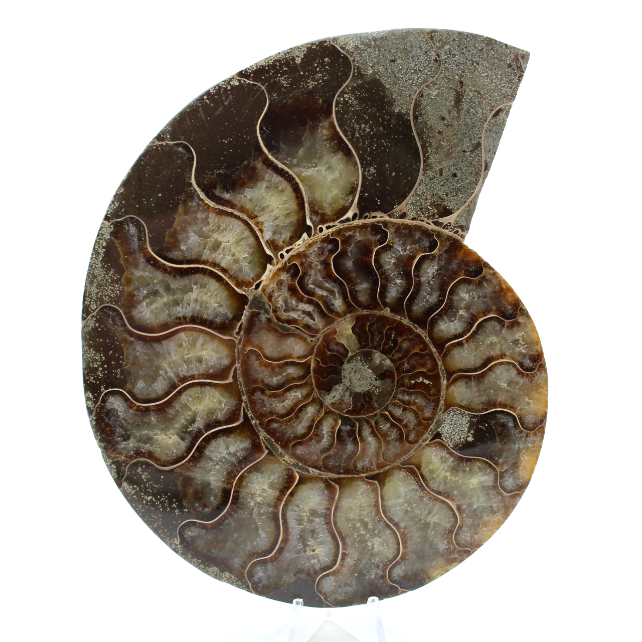 Amonites naturales de madagascar