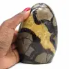 Septaria ornamental - 0