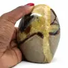 Septaria pulida - 0