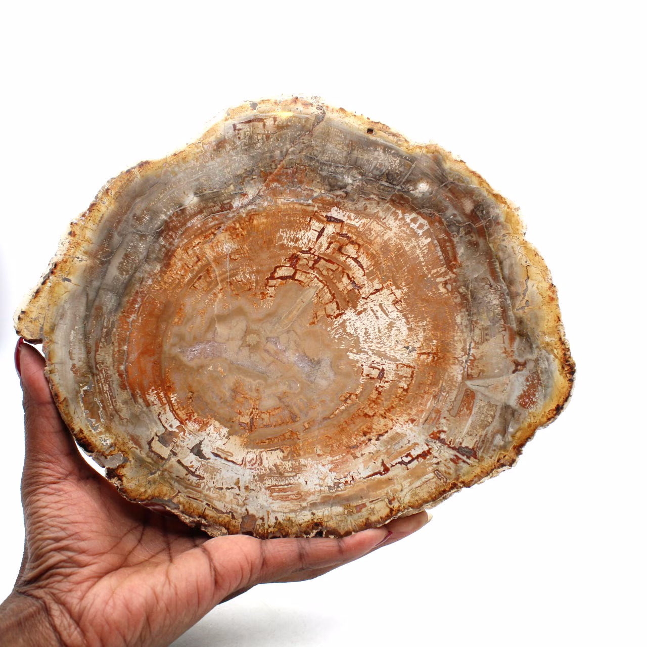 Madera natural petrificada