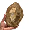 Rebanada de madera fosilizada de madagascar - 0