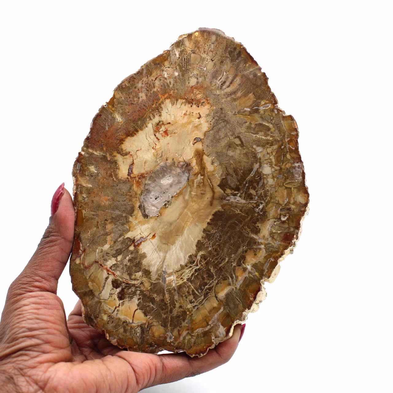 Rebanada de madera fosilizada de madagascar