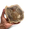 Madera petrificada de madagascar - 0