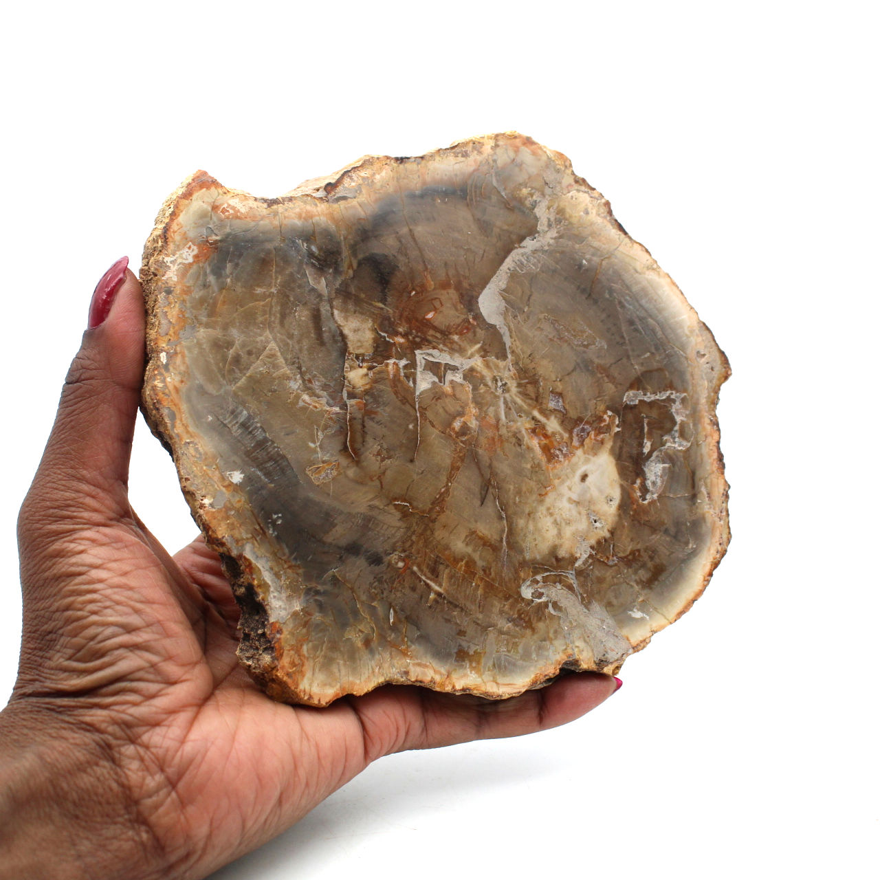 Madera petrificada de madagascar