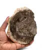Madera silicificada pulida de madagascar - 0