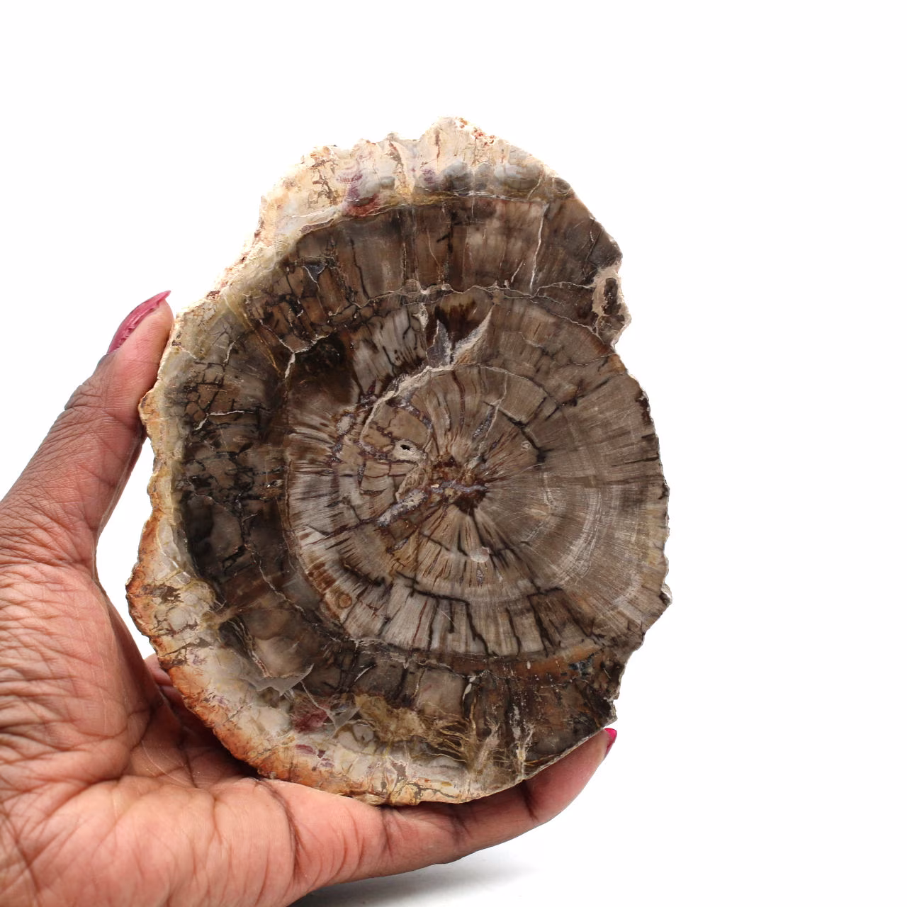 Madera silicificada pulida de madagascar