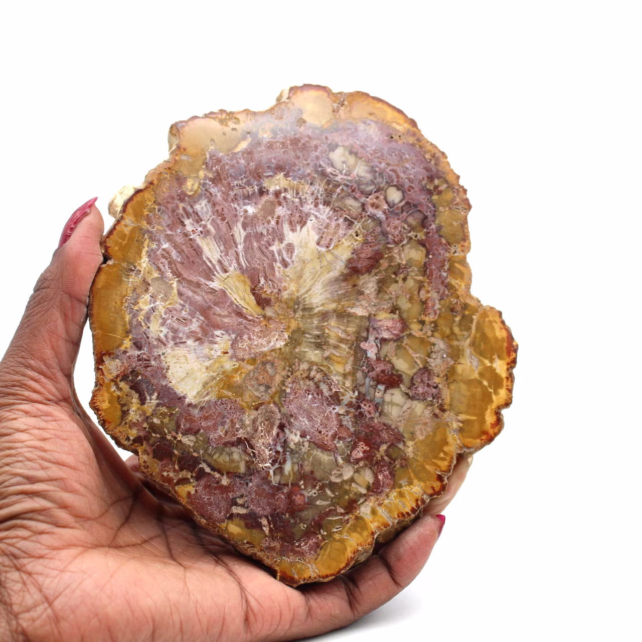 Madera petrificada pulida de madagascar