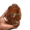 Madera pulida fosilizada de madagascar - 0