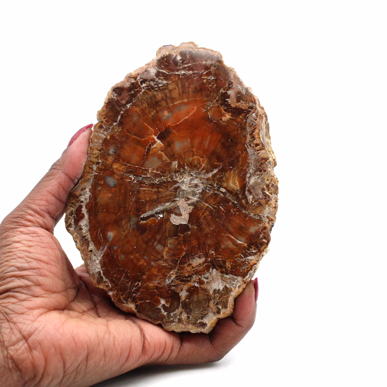 Madera pulida fosilizada de madagascar