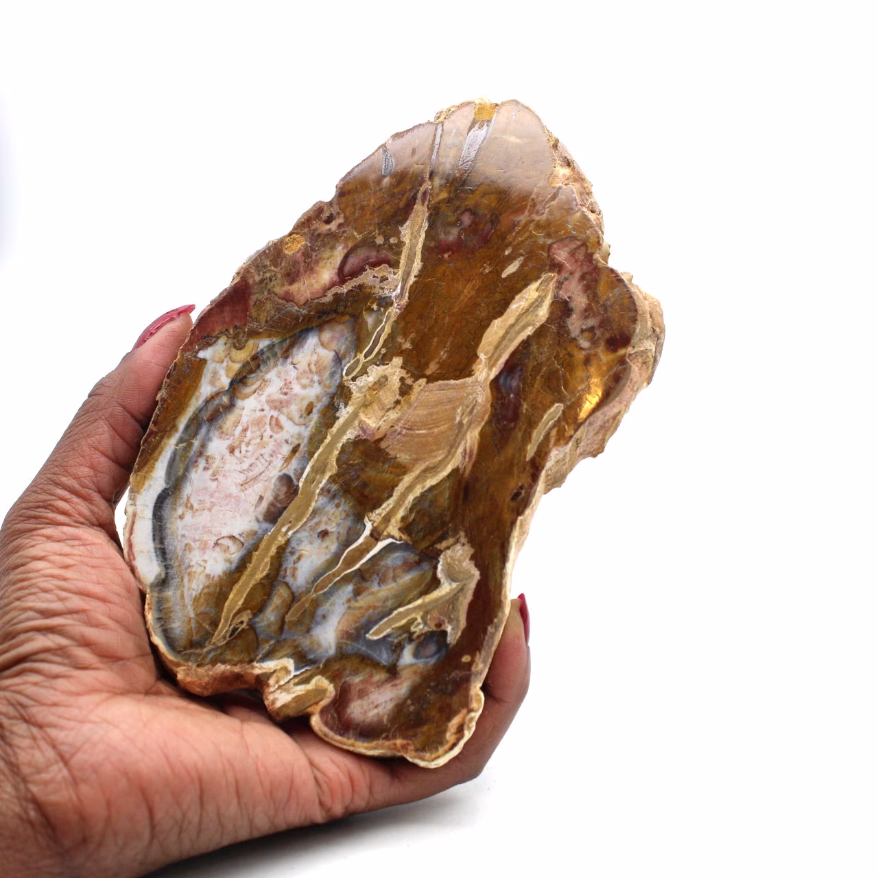 Madera natural silicificada pulida