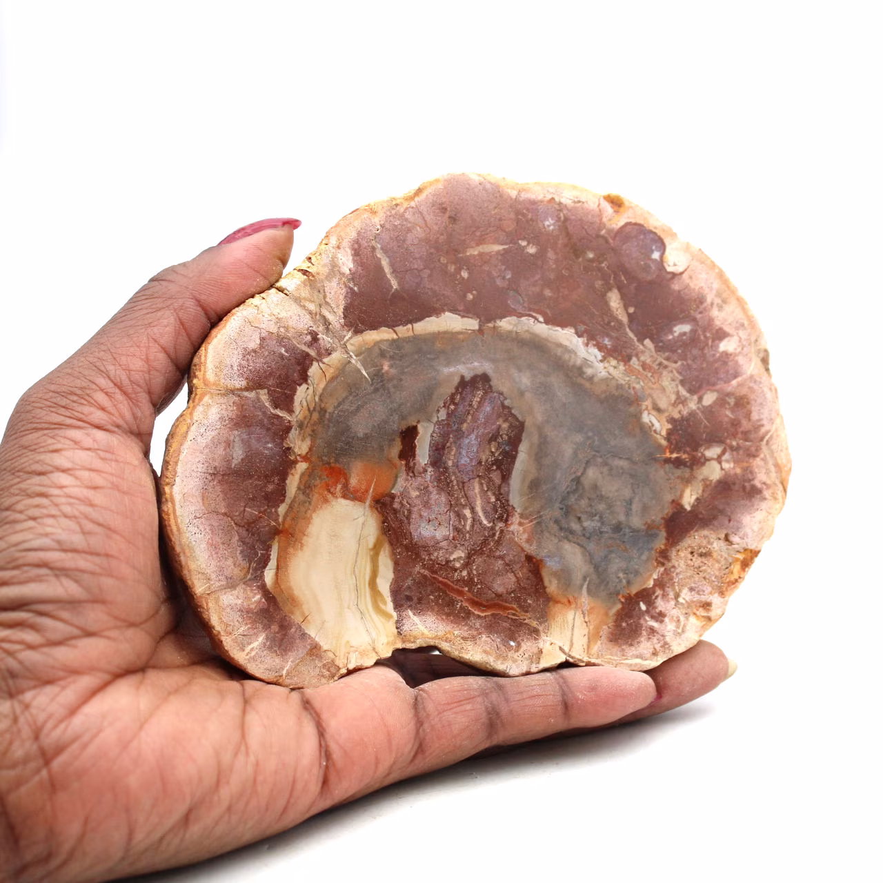 Rebanada de madera silicificada de madagascar