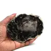 Rebanada de madera fosilizada de madagascar - 0