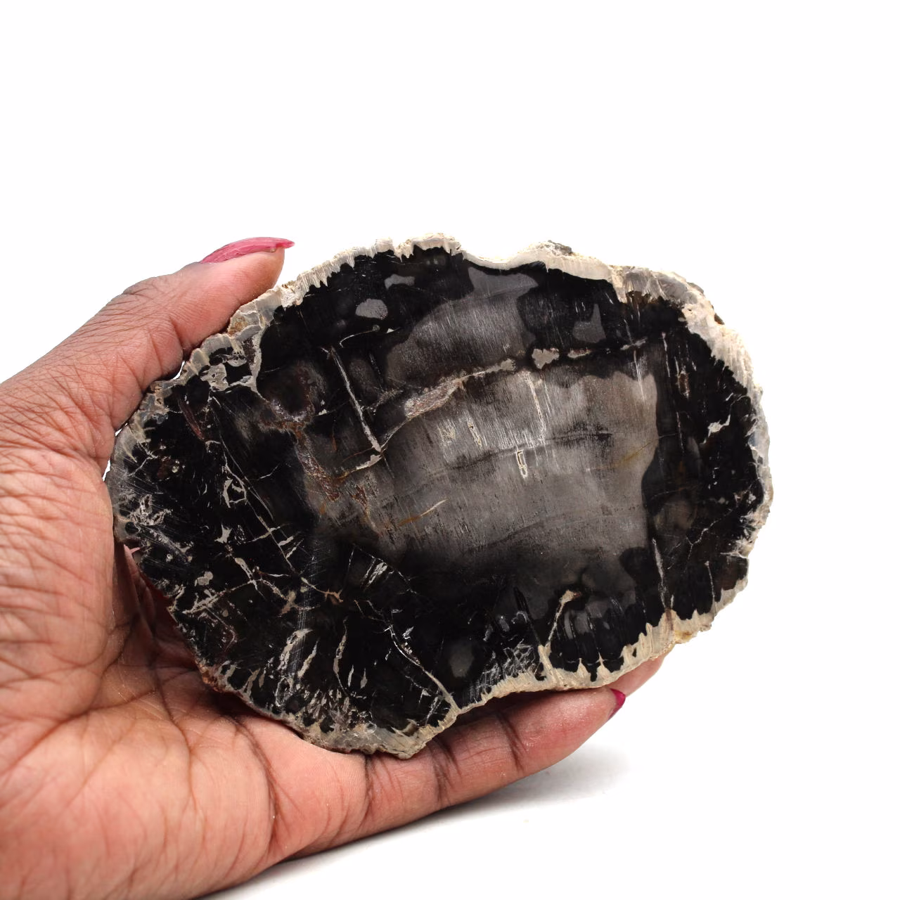 Rebanada de madera fosilizada de madagascar