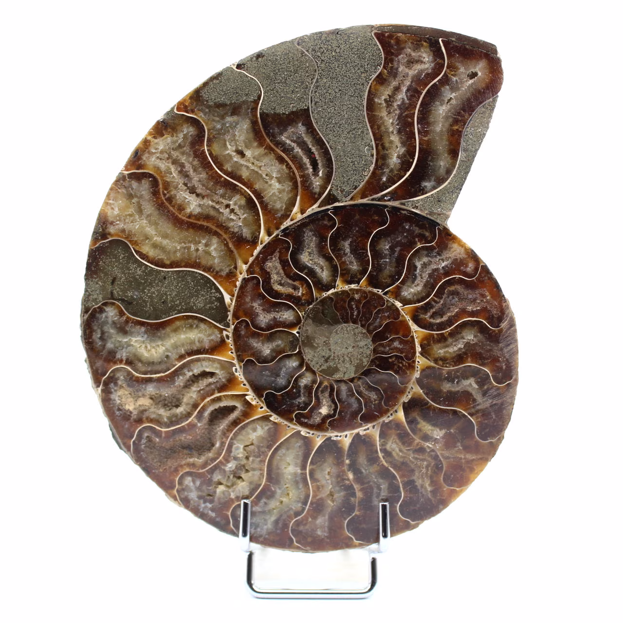 Amonita pulida de Madagascar