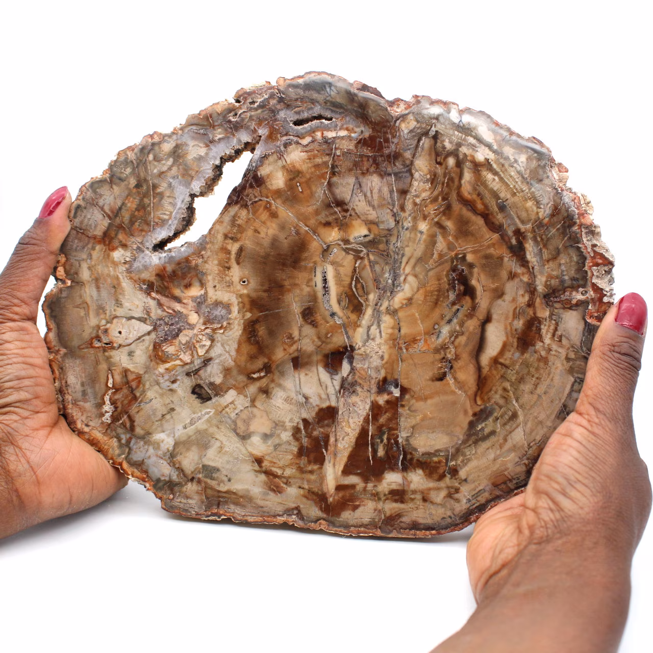 Rebanada de madera fósil pulida