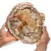 Rebanada de madera fósil pulida - 0