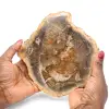 Rebanada de madera fósil pulida - 0