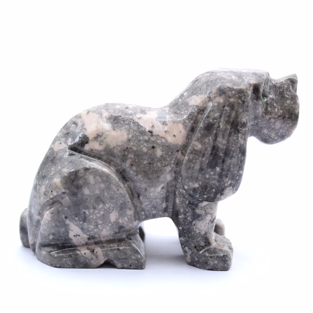 perro esteatita