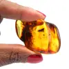 Guijarro de ámbar fósil - 0