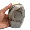 Septaria pulida - 0