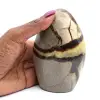 Septaria pulida - 0