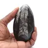 Fósil de ortoceras - 0