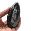 Orthoceras fósil pulido - 0