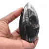 Ortoceras fósiles - 0