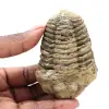 Trilobites de Marruecos - 0