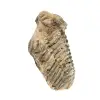 Trilobites de Marruecos - 3