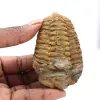 Fósil de trilobites - 0