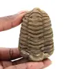 Trilobites crudos - 0