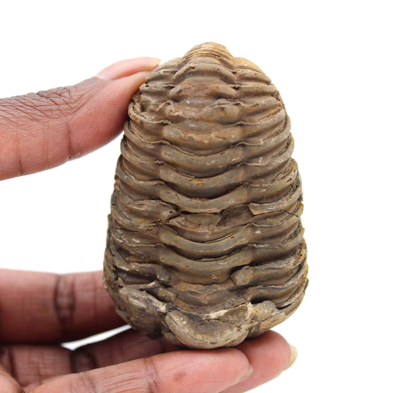 Trilobites crudos