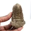 trilobites - 0