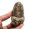 trilobites - 0