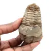 Trilobites fósiles - 0