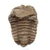 Trilobites fósil Marruecos - 1