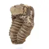 Trilobites fósil Marruecos - 2