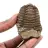 Trilobites fósil Marruecos