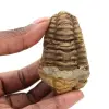 Trilobites crudos - 0