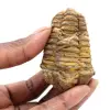 Trilobites fósiles crudos - 0
