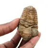 Trilobites crudos de Marruecos - 0