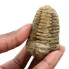 trilobites - 0